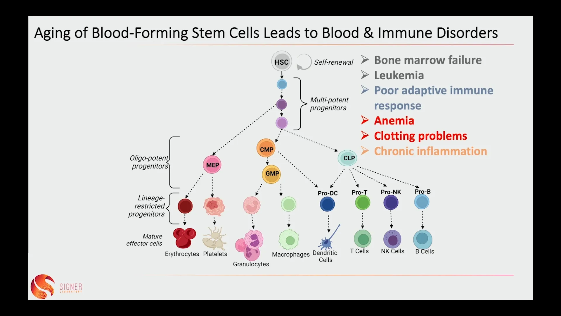 Visual representation of aging stem cells and their dysfunction