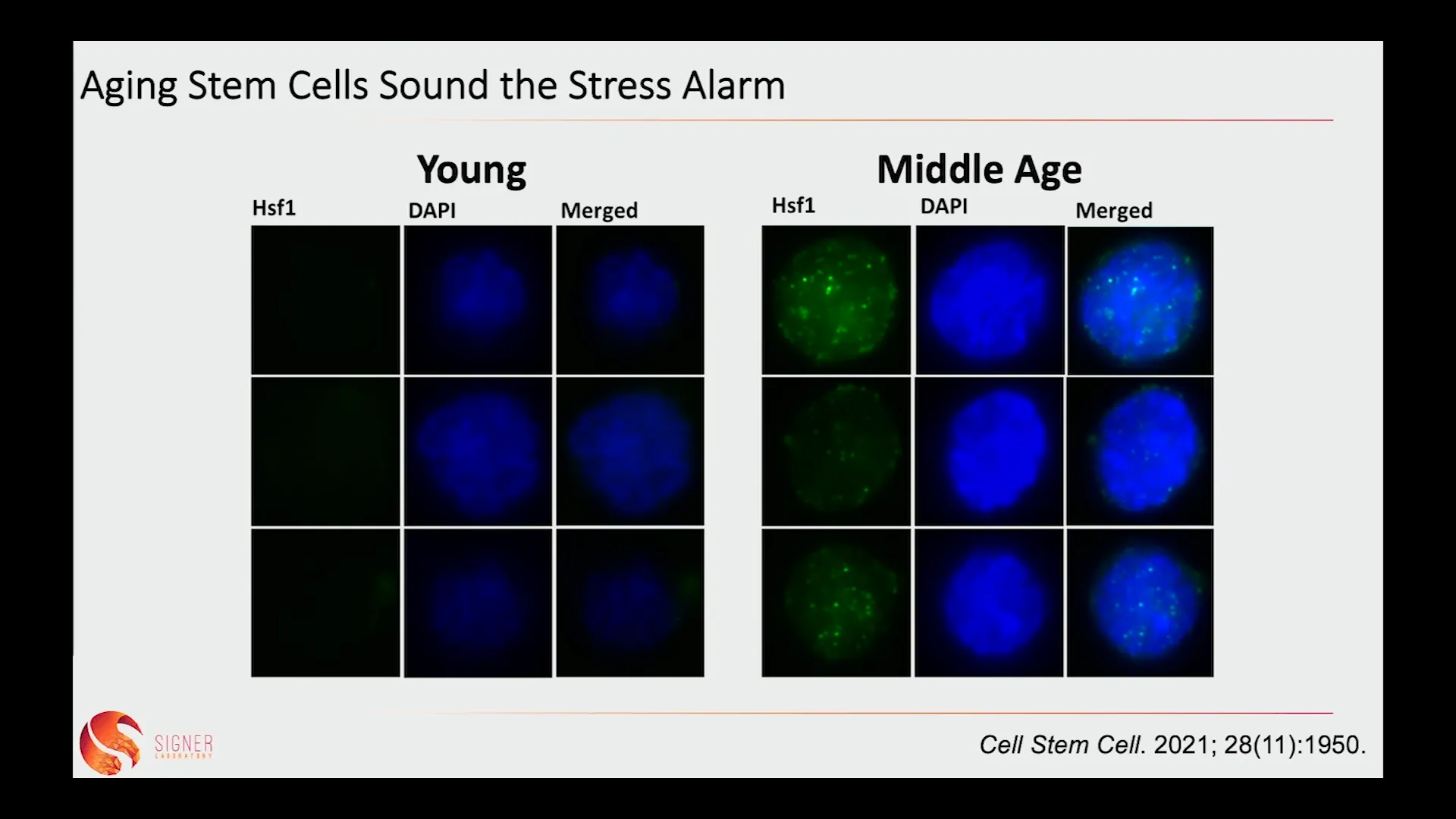 Graph showing the role of HSF1 in stem cell stress response