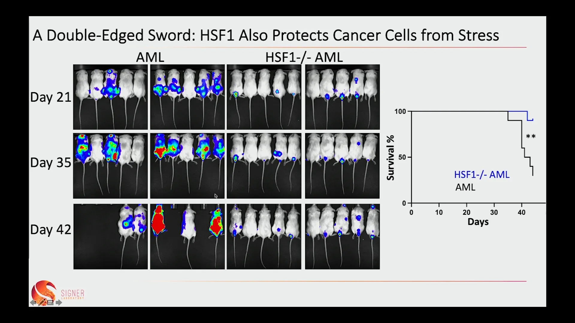 Comparison of cancer cell growth with and without HSF1