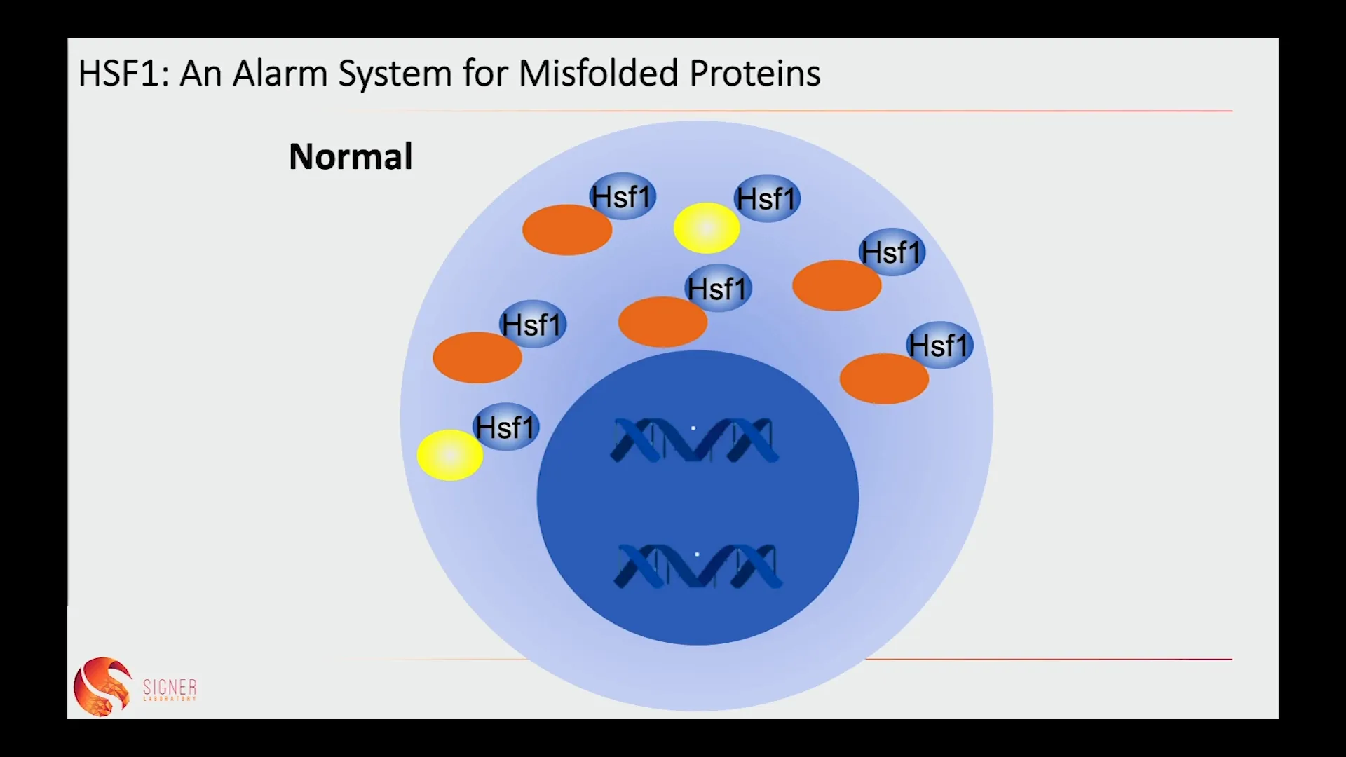 HSF1 protein moving to the nucleus under stress