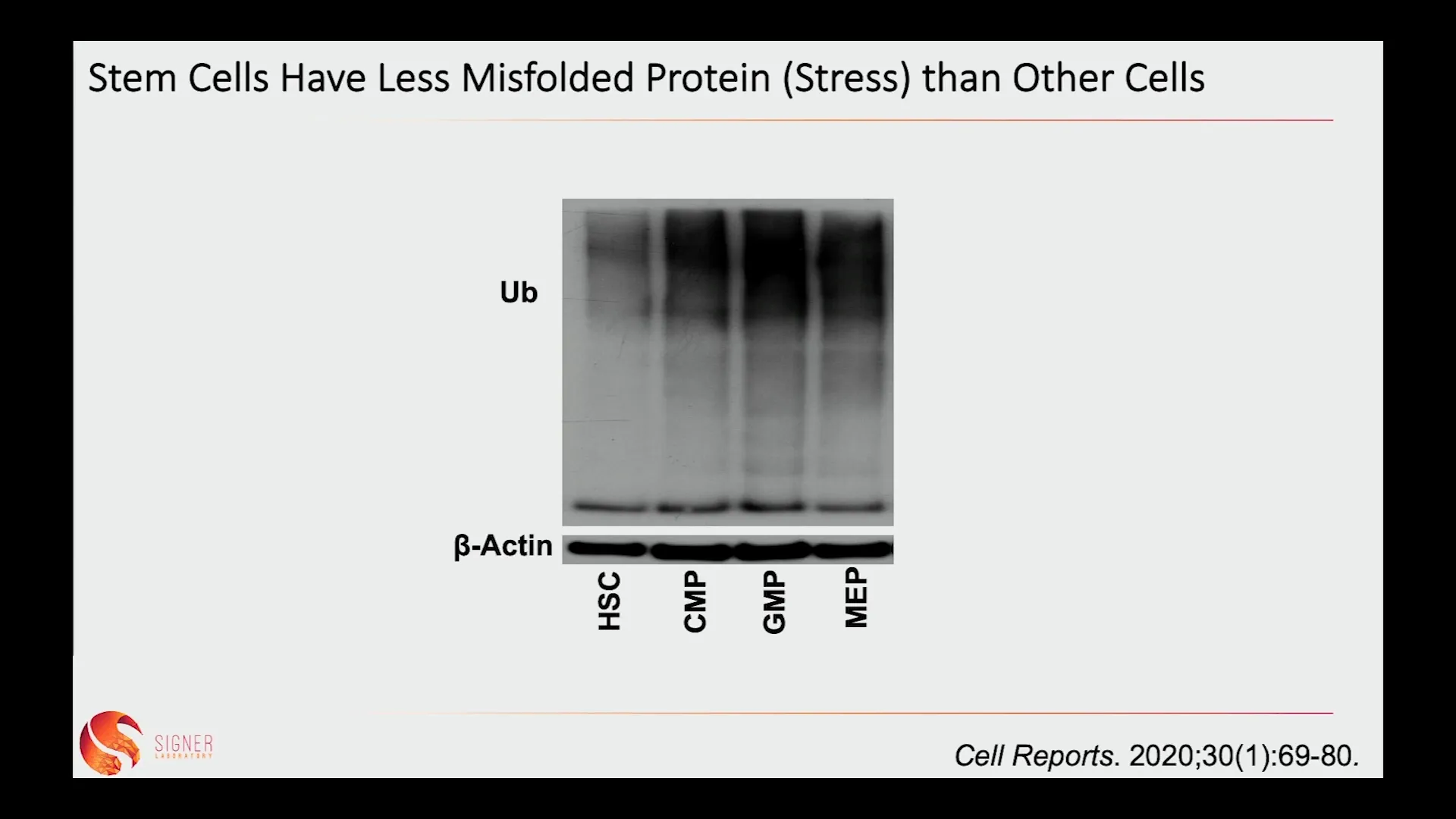 Graph showing accumulation of misfolded proteins in aging stem cells