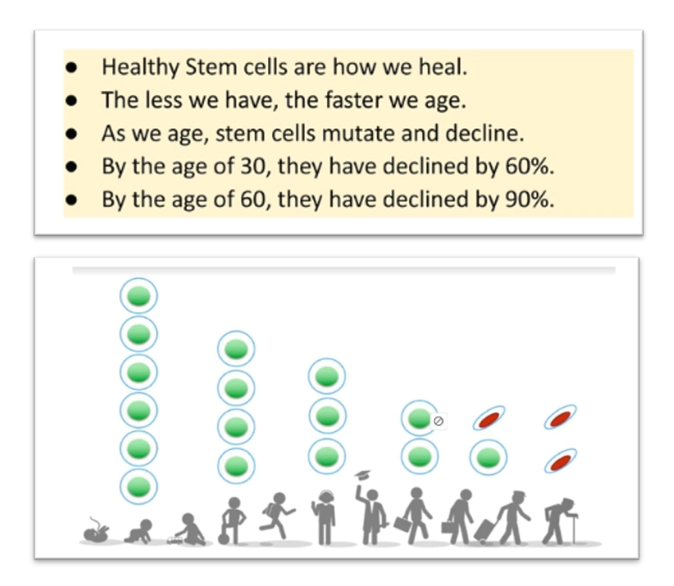 stem cells