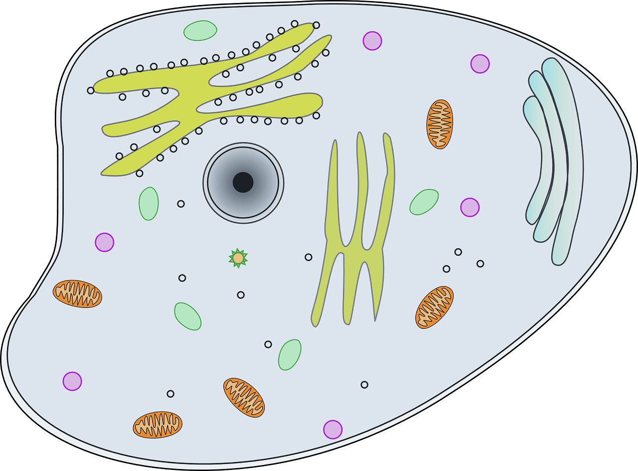 A Blueprint for Regeneration: Understanding Stem Cell Behavior in Planarian Eye Formation