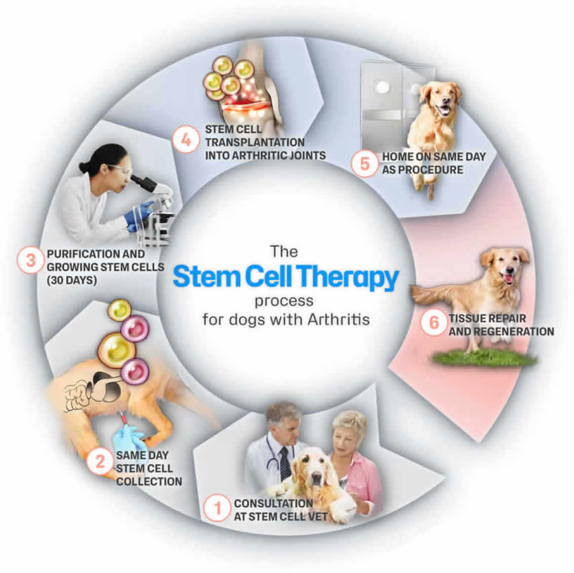 Dogs Now Getting Stem Cell Therapy for Joint Health