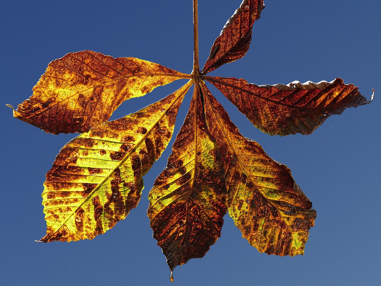 Genome-wide disruptions in Down syndrome cells mimic a senescence-like state