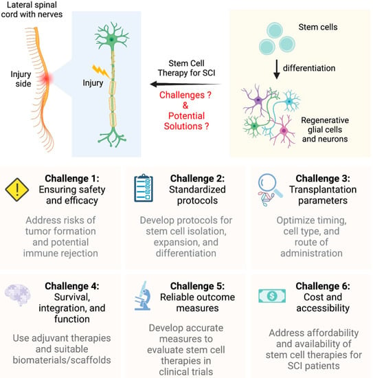 Improvements from Stem Cell Therapy After Spinal Cord Injury: A Study on Safety and Effectiveness