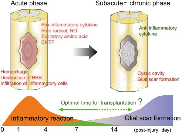 Improvements from Stem Cell Therapy After Spinal Cord Injury: A Study on Safety and Effectiveness