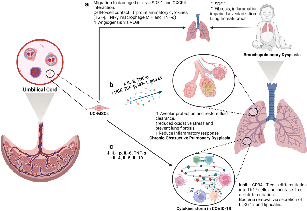 Rapid Advances in Stem Cell Therapies for Heart Healing