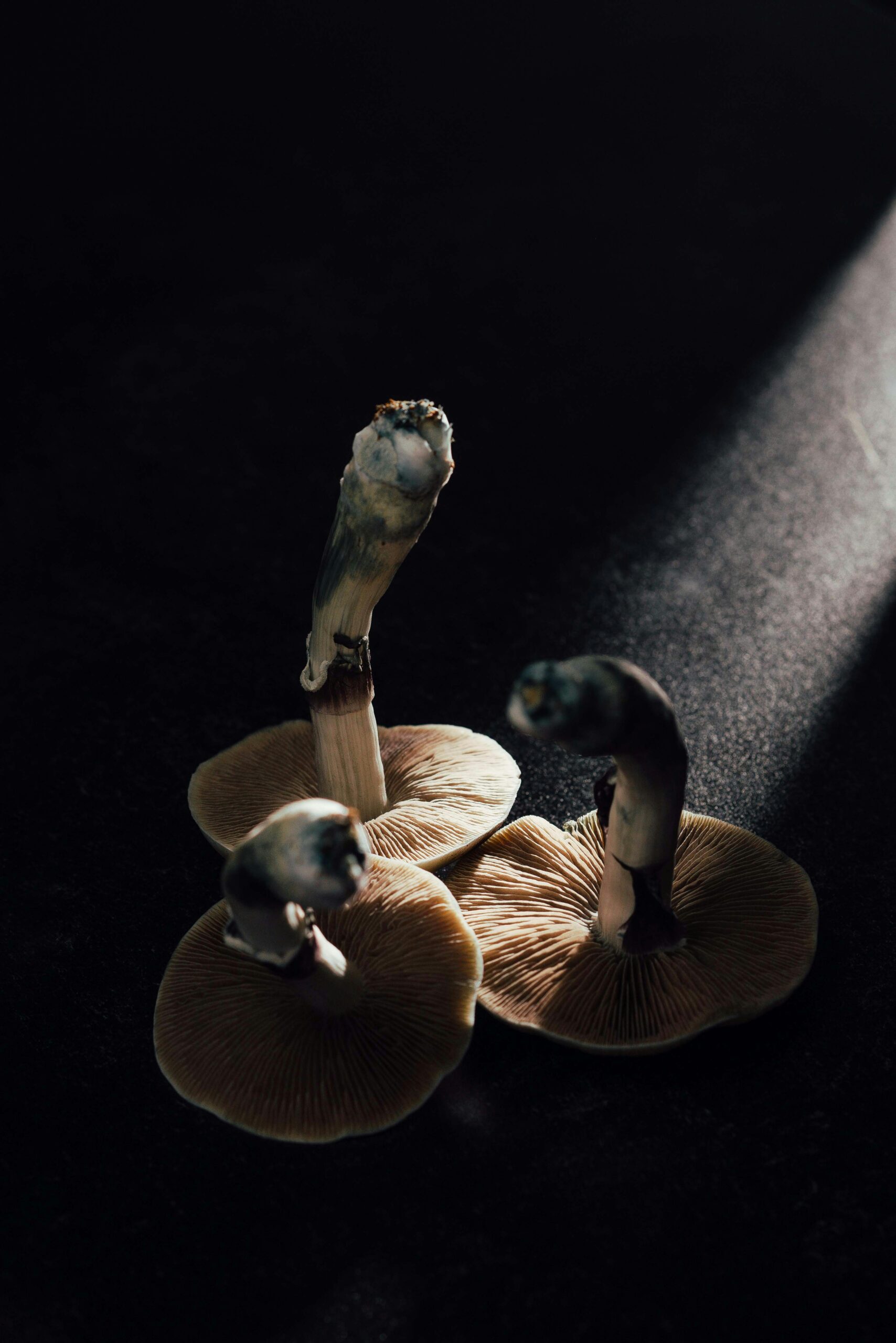 The Therapeutic Potential of Psilocybin in Mental Health Treatment