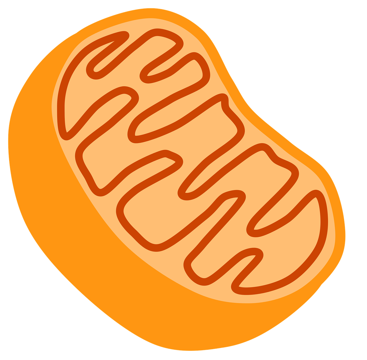 Understanding Mitochondrial Health and Its Impact on Modern Lifestyles